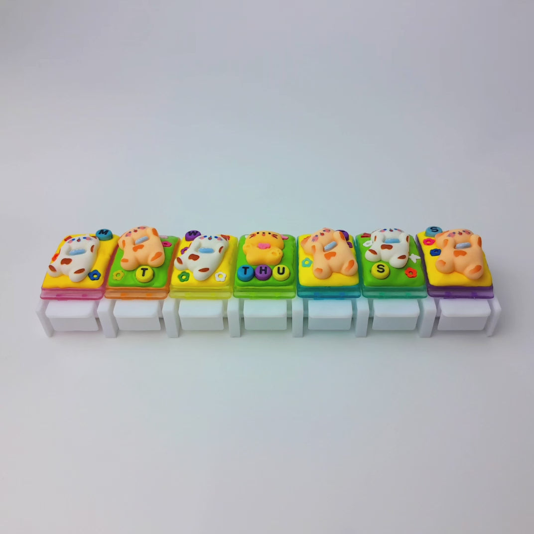 Playful Cats - Straight Pill Box